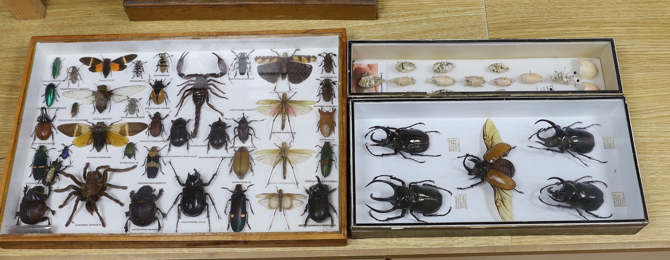 Entomology – a glazed box of Atlas Beetle specimens, 37 cm wide, a glazed case of beetle, grasshopper, cicada, scorpion specimens and a tarantula, 45.5 cm wide and a glazed box of Pacific Mole crabs, 37 cm wide